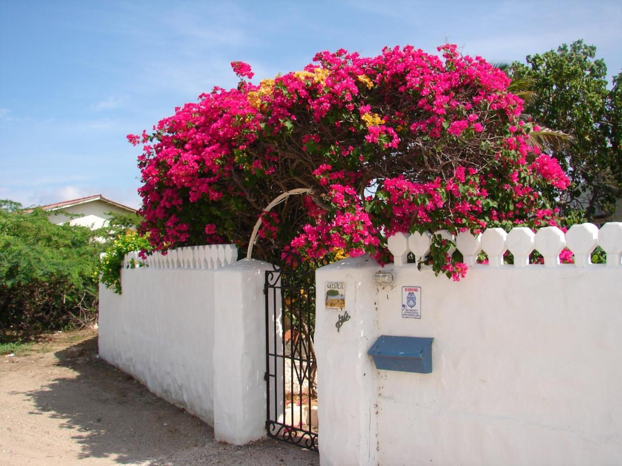 Villa Bougainvillea Aruba, The Tango Suite Palm Beach Exteriér fotografie